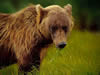 Бурый медведь Аляски