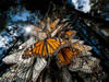 Данаида монарх (Monarch Butterflie). Мексика.
